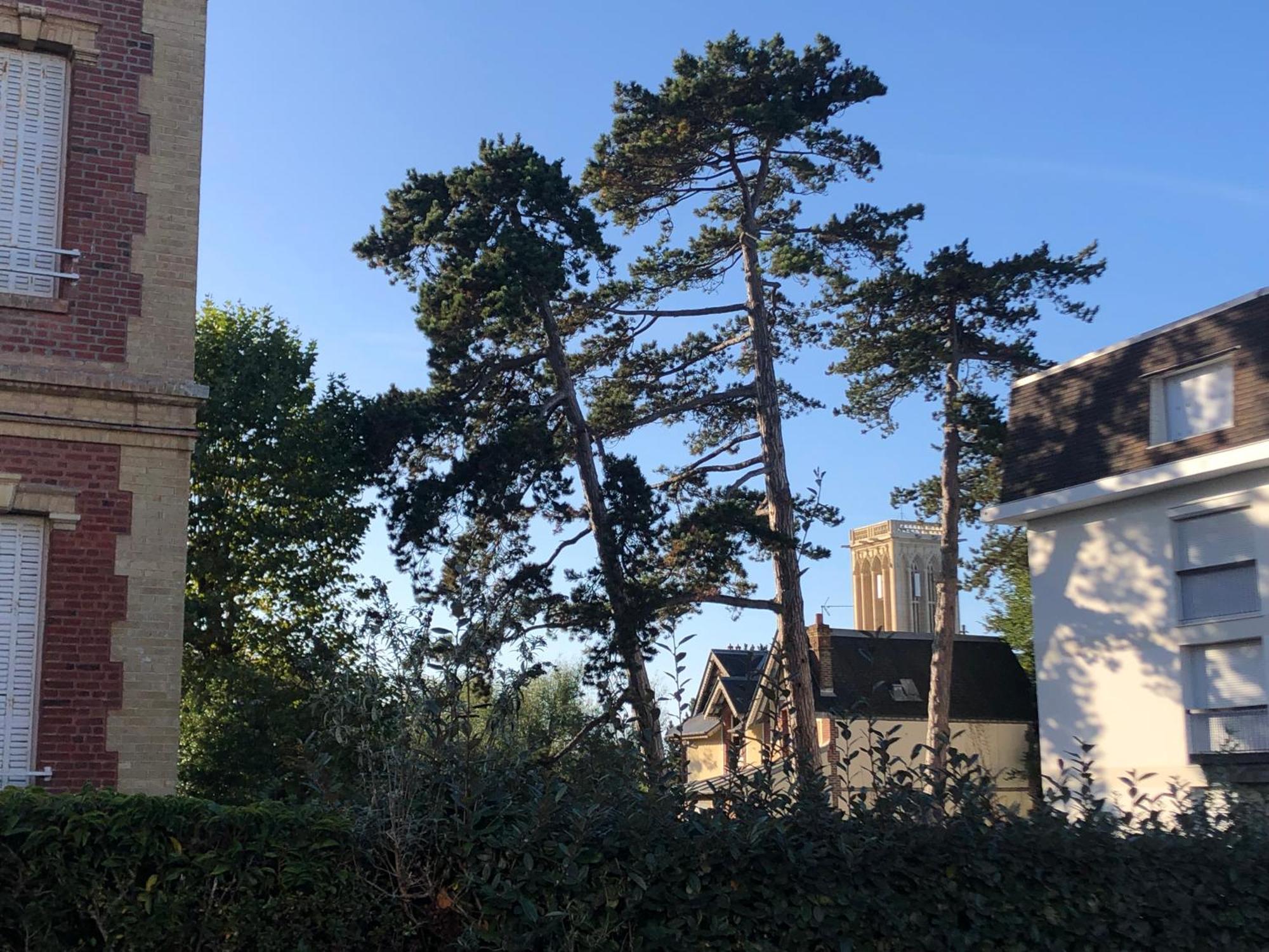Les Pins Penches Lejlighed Villers-sur-Mer Eksteriør billede